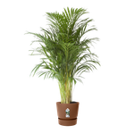 greenville rond 40cm marron glacé